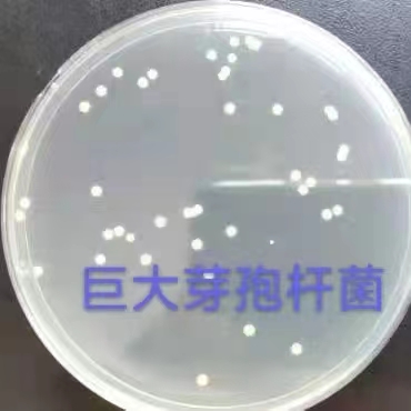 High Quality 100 Billion Bacillus Megaterium Water Soluble Melon Fertilizer For Root Growth 100% Biological Powder Controlled