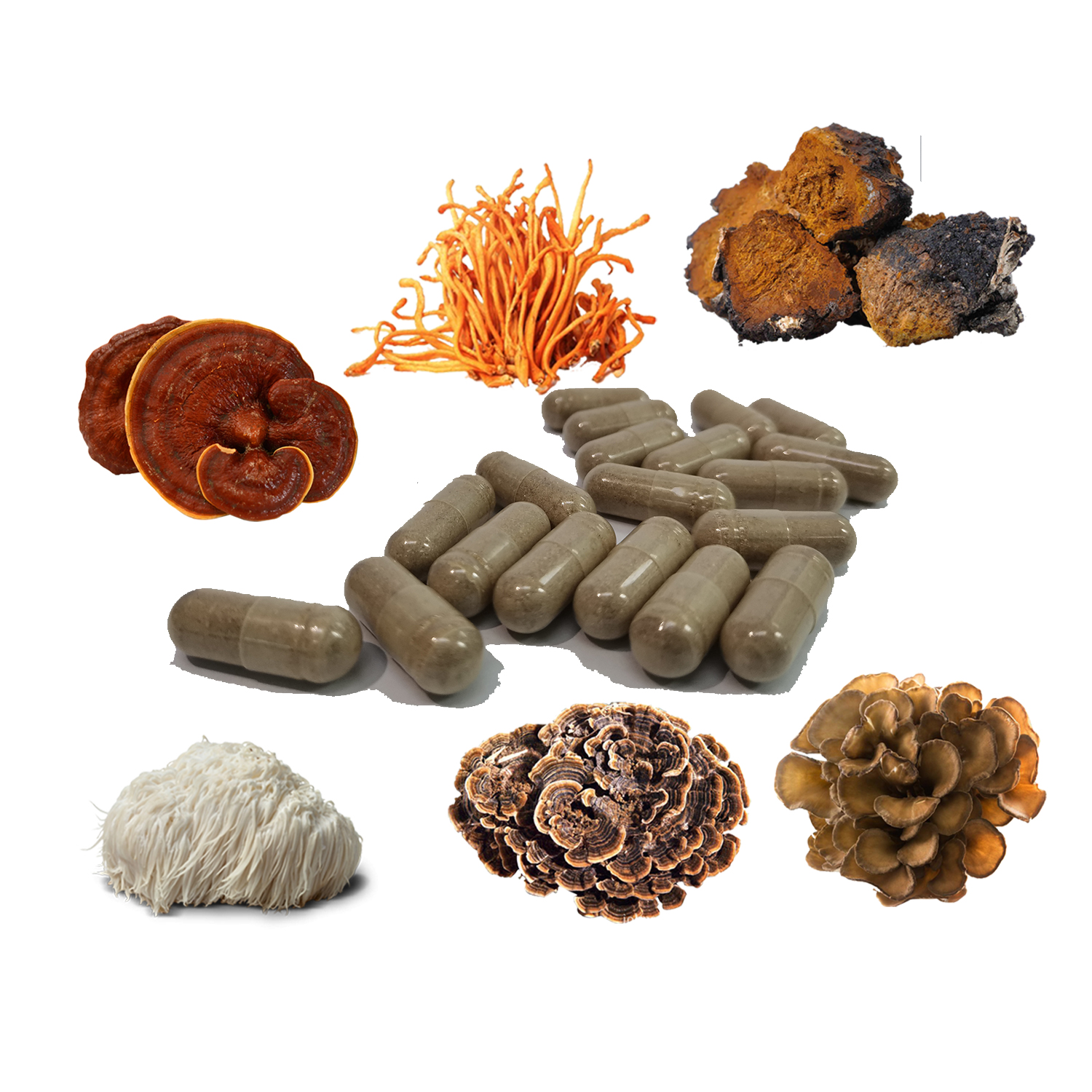 Pure 12 Mushroom Complex Extract Powder Capsule Bulk/OEM/Retail Comprehensive Nutrition Unique Formula