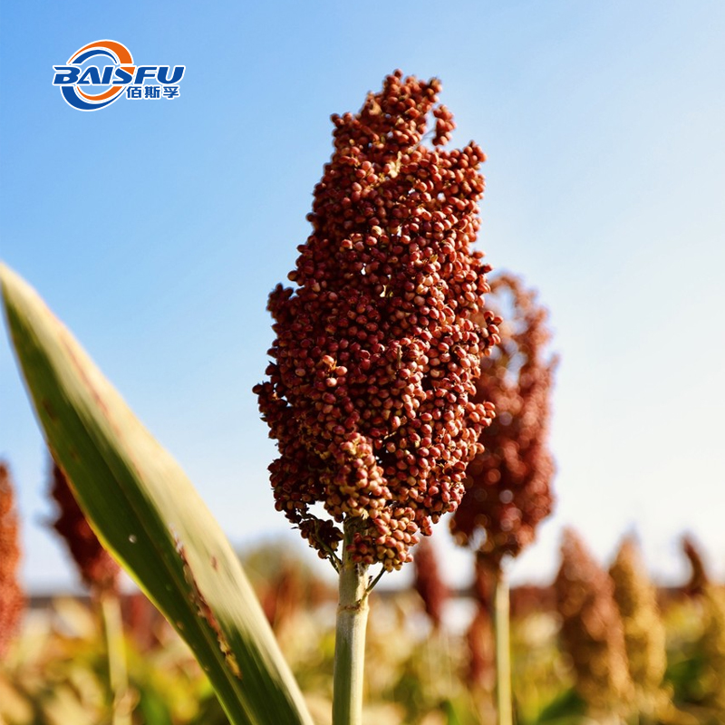 Food Grade Sorghum Red Natural Colorant Grain Source with Antioxidant Properties for Flavor &amp; Fragrance Product