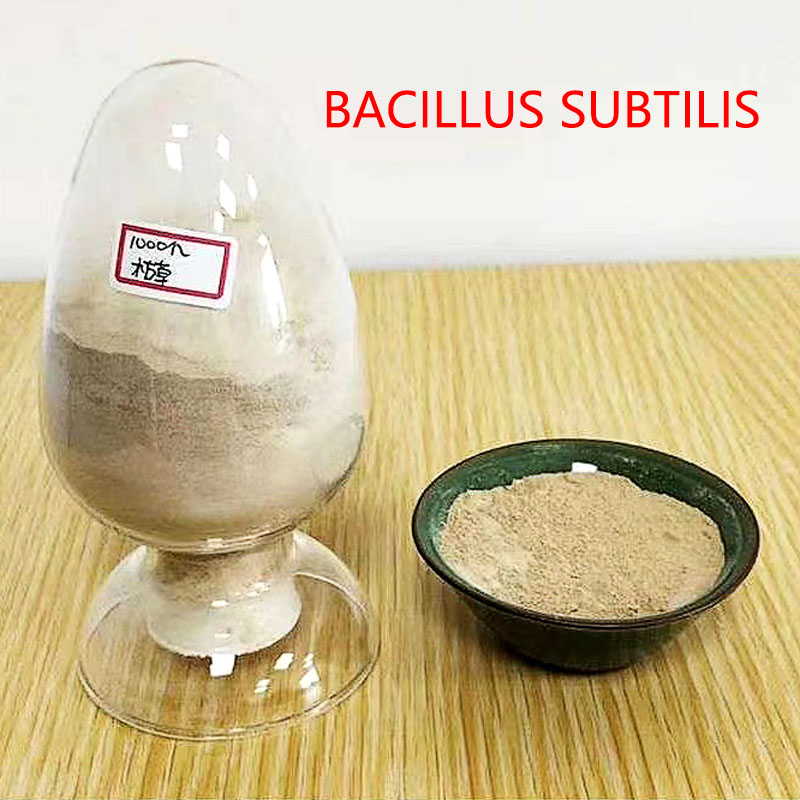 YiHao Top Purity Bacillus Subtilis Probiotics Powder High Quality Light Tan ISO Certified Feed Grade Enhances Immunity Shrimp