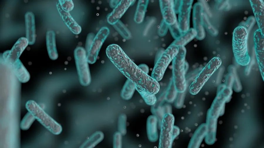 High Quality and Purity 300 Billion Viable Cell Probiotics Powder Bifidobacterium Bifidum