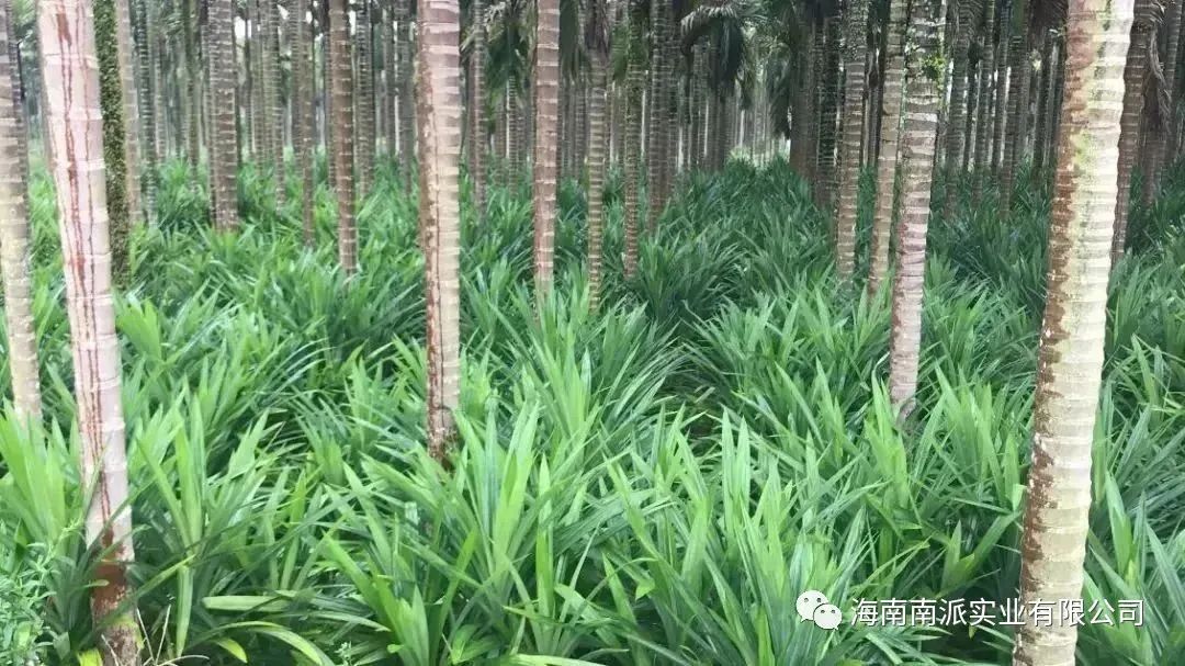 Spray-Dried Pandan Powder From Hainan - Natural Flavor &amp; Green Colorant, DBS46/004 Certified, Instant Soluble