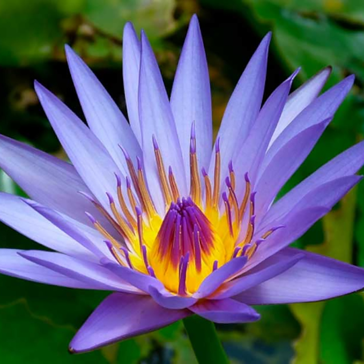 Wholesale Natural Pure Blue Lotus Powder Food Grade Blue Lotus Flower Extract for Functional Food Additives
