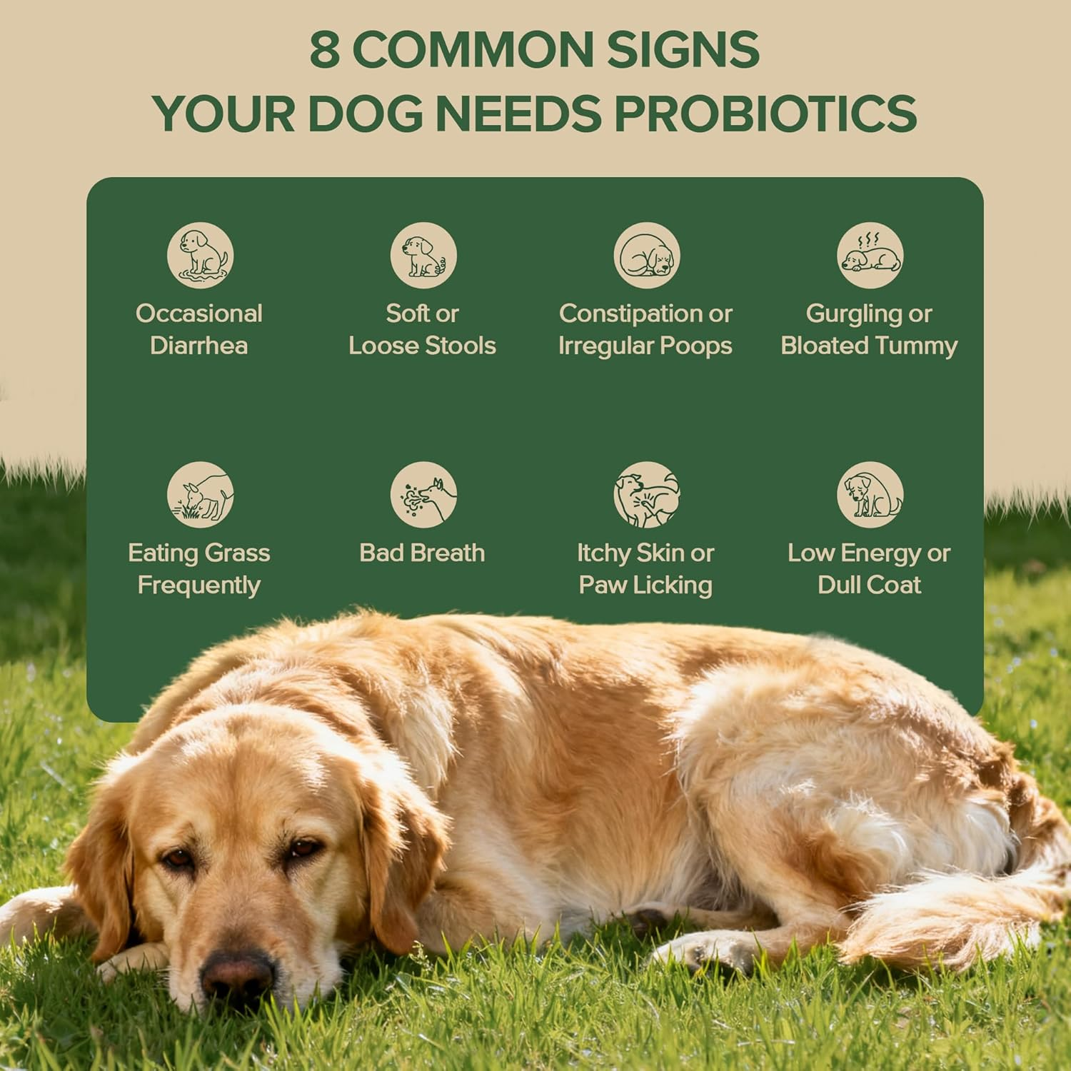 Factory Price Natural Probiotic Tablets Dogs Duck Flavor Gut Balance Skin Comfort Immune Digestive Support 6B CFU Probiotics