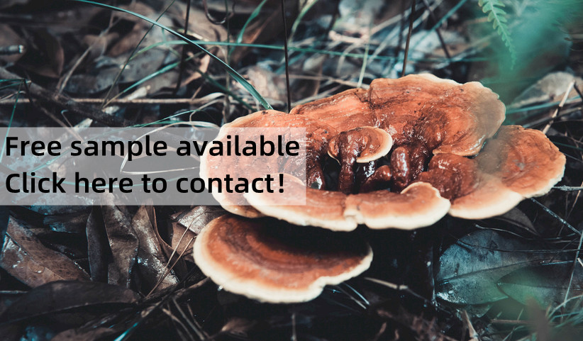 Pure 12 Mushroom Complex Extract Powder Capsule Bulk/OEM/Retail Comprehensive Nutrition Unique Formula