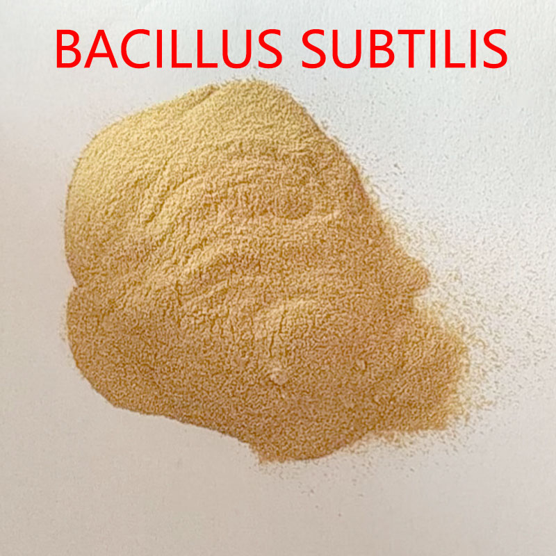 YiHao Top Purity Bacillus Subtilis Probiotics Powder High Quality Light Tan ISO Certified Feed Grade Enhances Immunity Shrimp