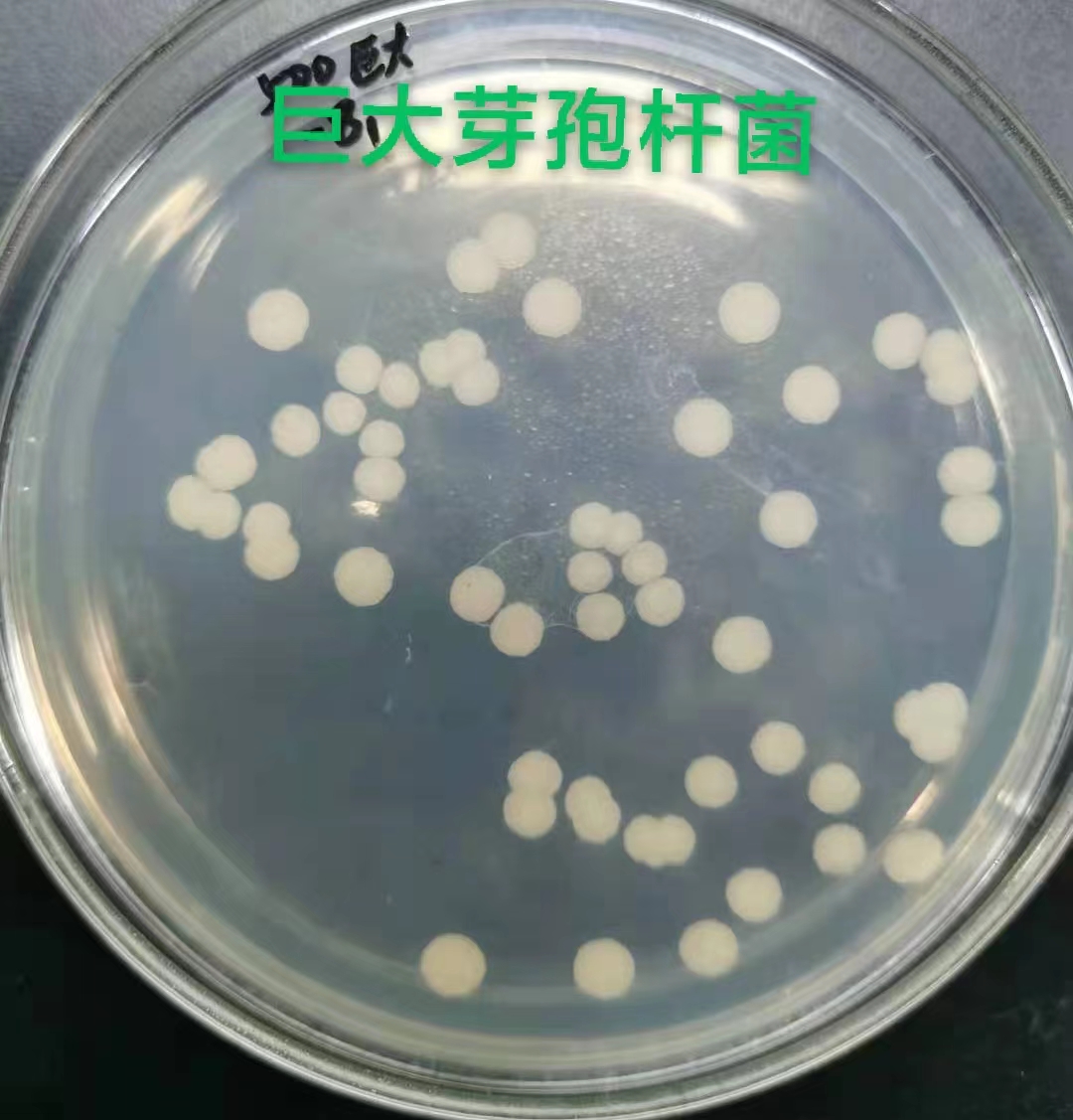 High Quality 100 Billion Bacillus Megaterium Water Soluble Melon Fertilizer For Root Growth 100% Biological Powder Controlled