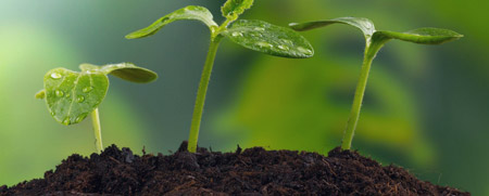 High Quality 100 Billion Bacillus Megaterium Water Soluble Melon Fertilizer for Root Growth 100% Biological Powder Controlled