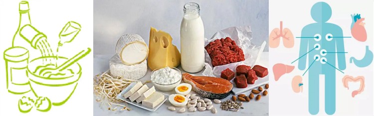 Biotin Application