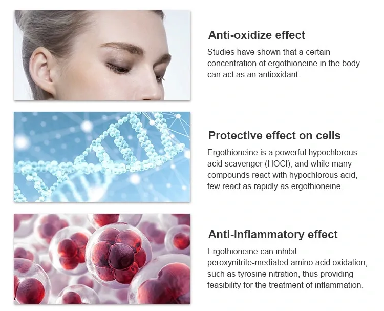 High Purity Skin Care Active Ingredient Ergothioneine/Egt