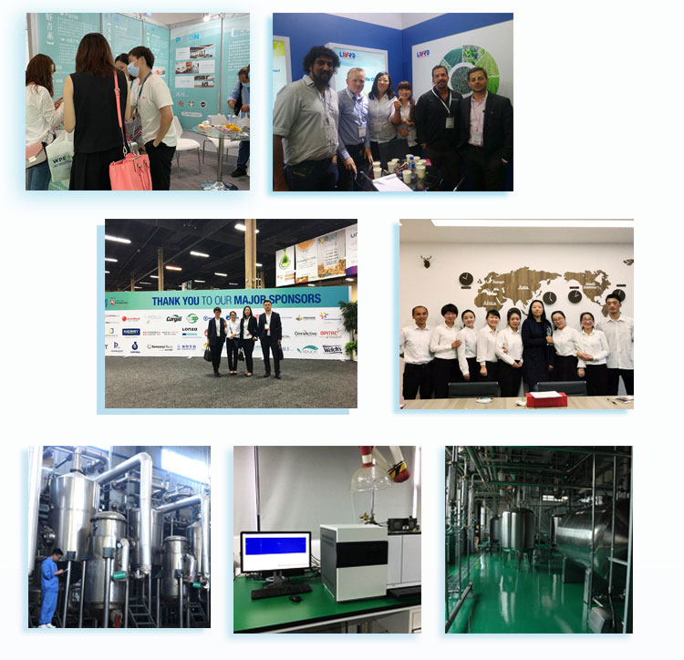 High Quality and Purity 300 Billion Viable Cell Probiotics Powder Bifidobacterium Bifidum