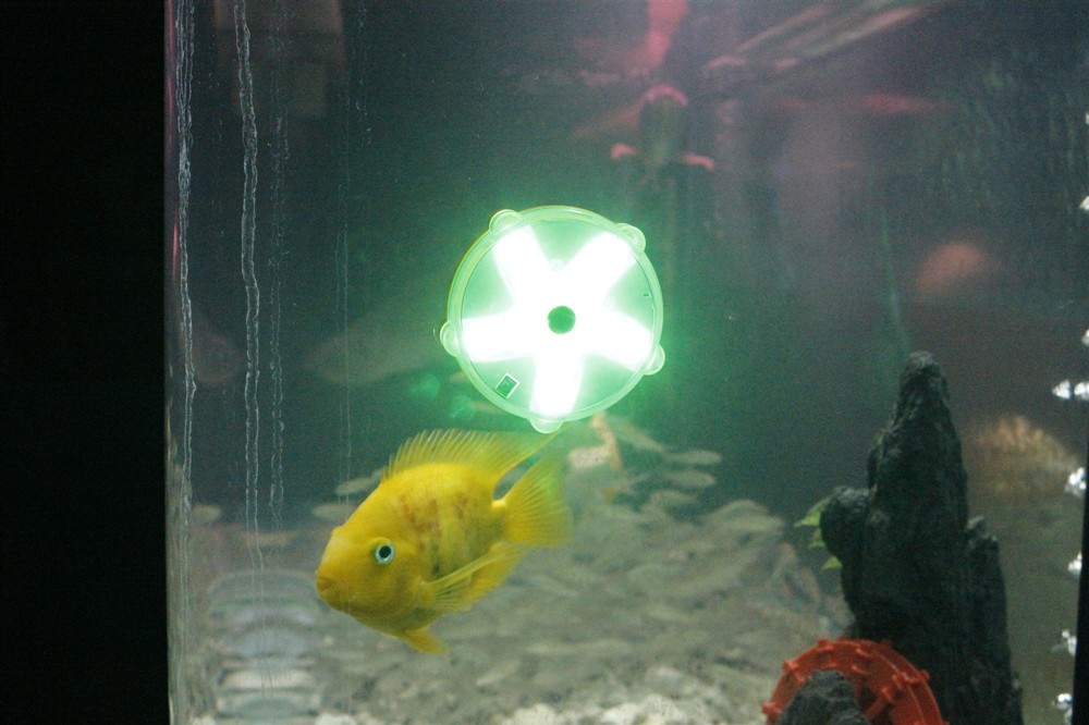 Starfish Light Showcase 4