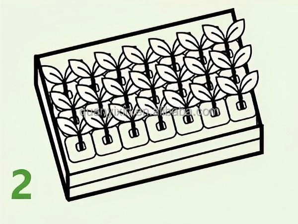 Planting Step Weeks 3-4