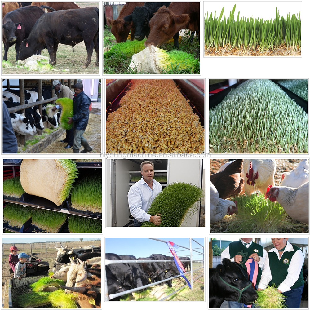 Automatic Animal Fodder Sprout Container / Hydroponic Barley Growing System With Green Trays