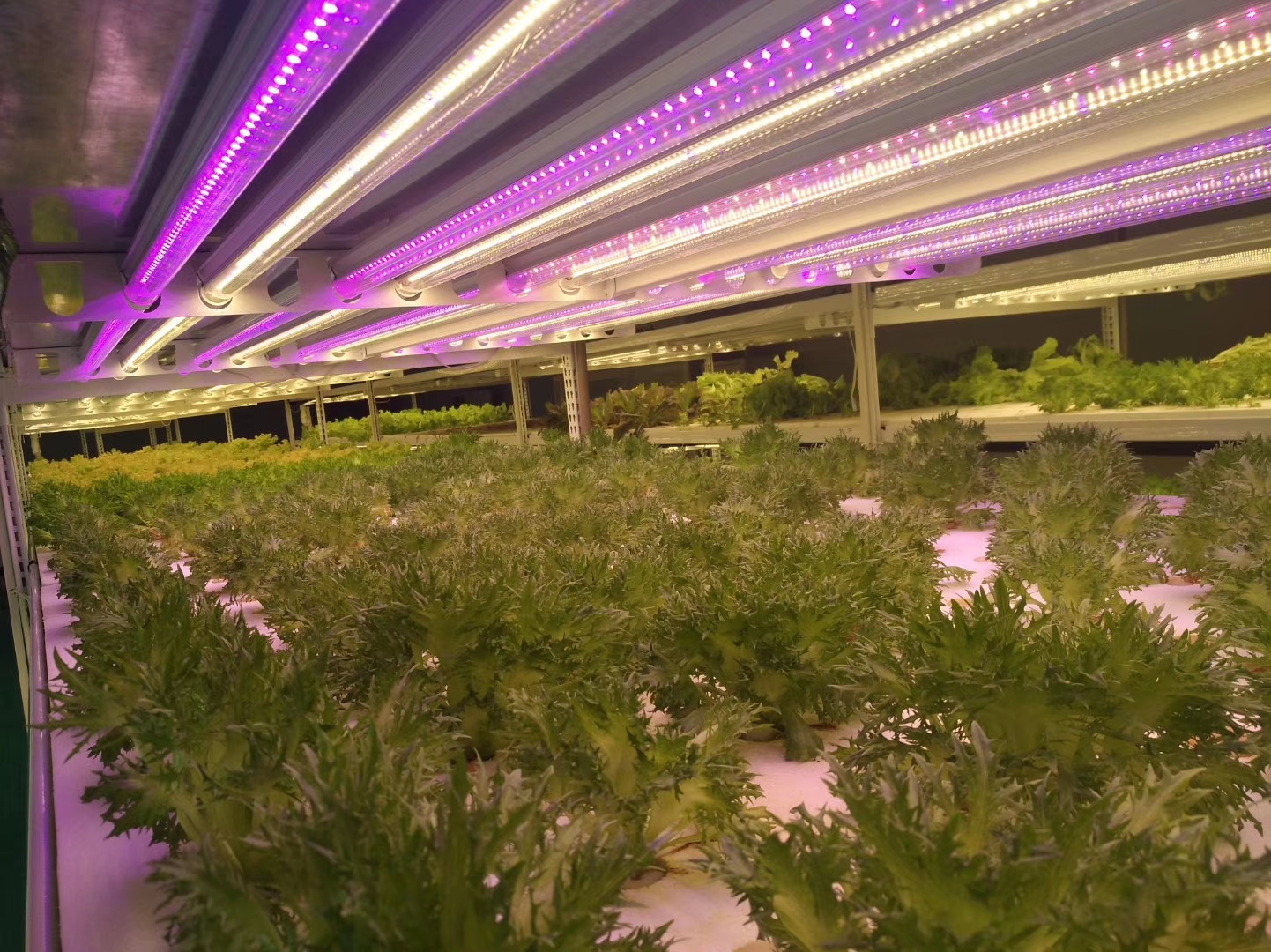 600w Full Spectrum l Led Grow Light Bulb for 4x4 Tent Lm301h Lm301h Lm301b Led Grow Light