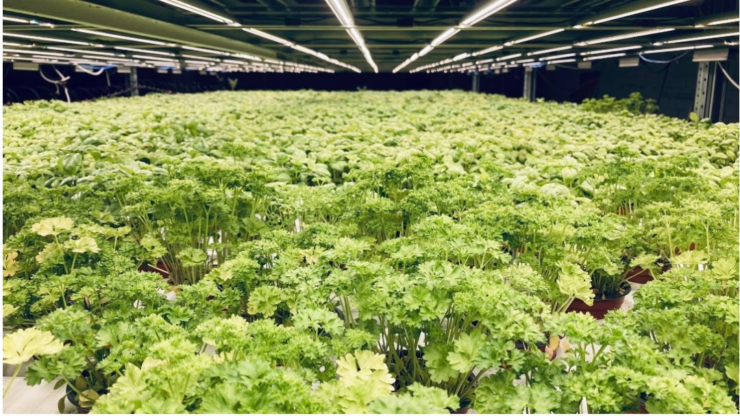 Plantation showcase 3