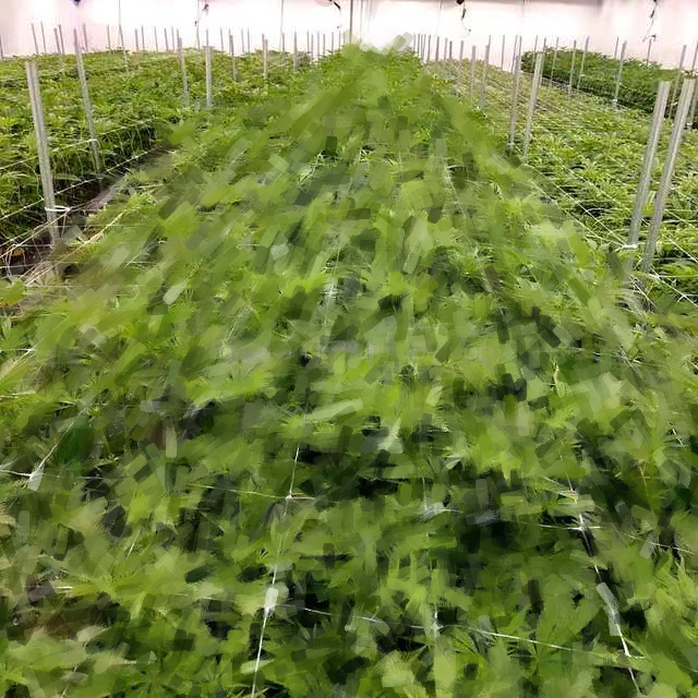 Space saving plant layout