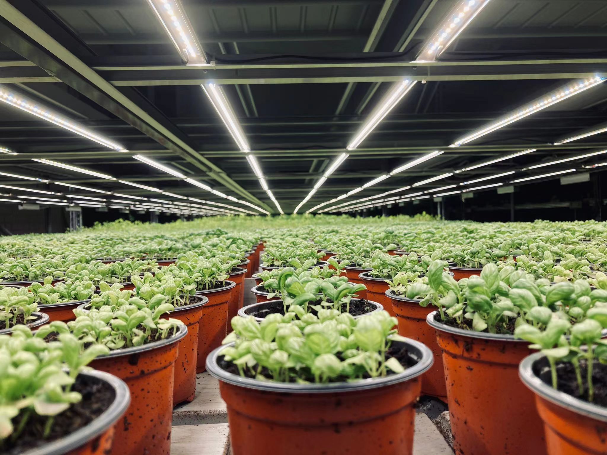 Linear Grow Light Application