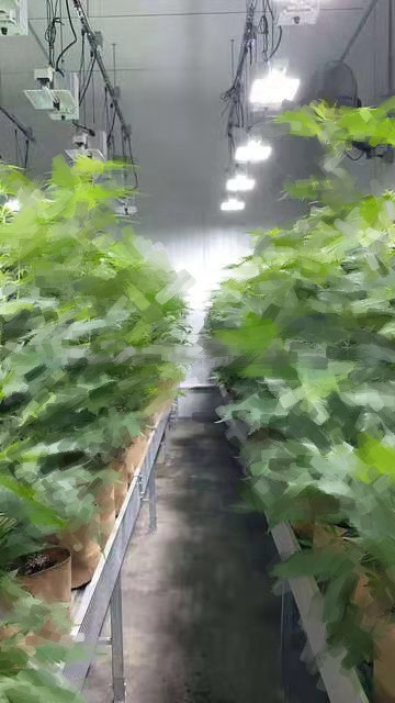 Agricultural Greenhouse Application 1