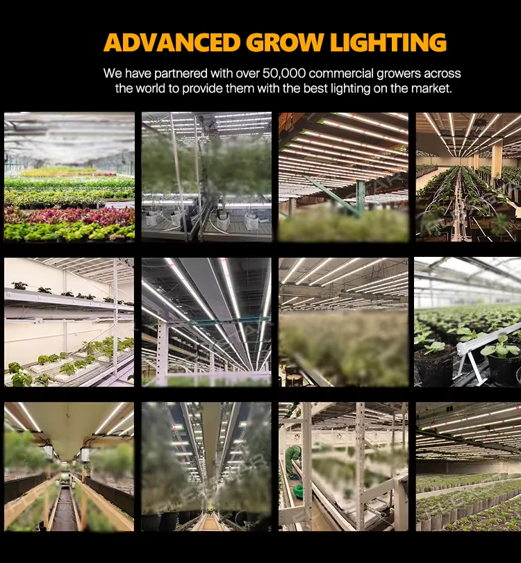 High Efficiency Full Spectrum 240W IP65 Aluminum Alloy LED Grow Light Samsung281B LEDs Foldable Dimmable for Indoor Garden