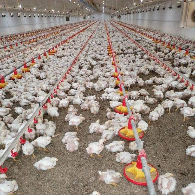 Automatic Feeding and Drinking Line for Poultry Chicken Farm