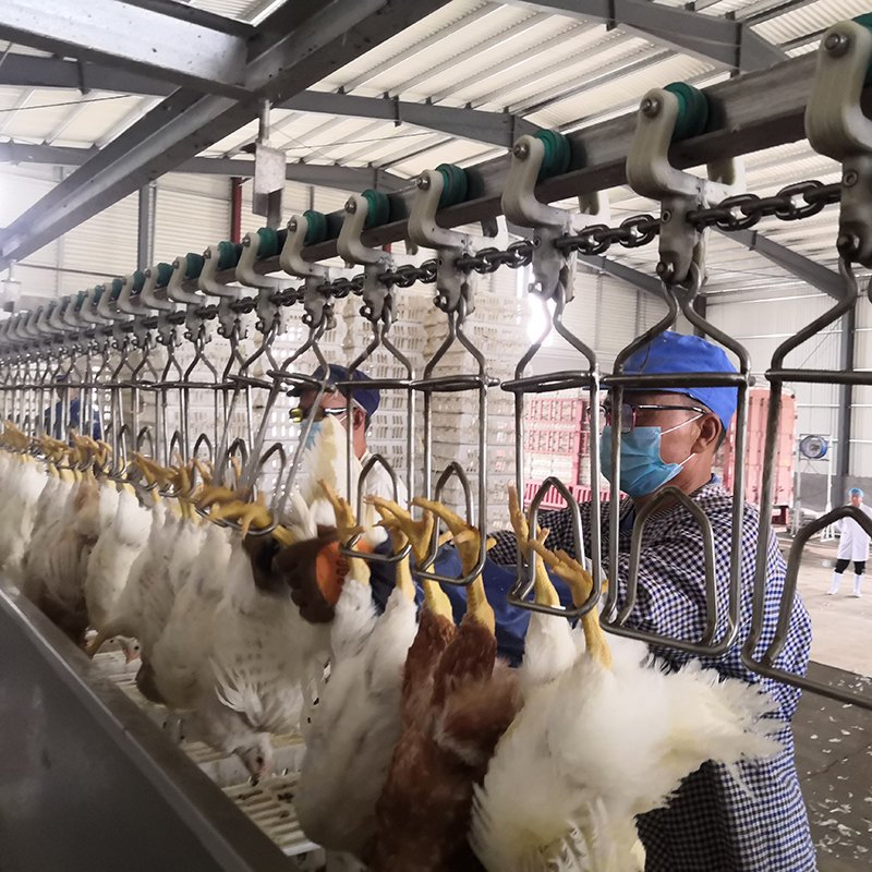 Premium SUS304 Chicken Processing Tools for Poultry Industry
