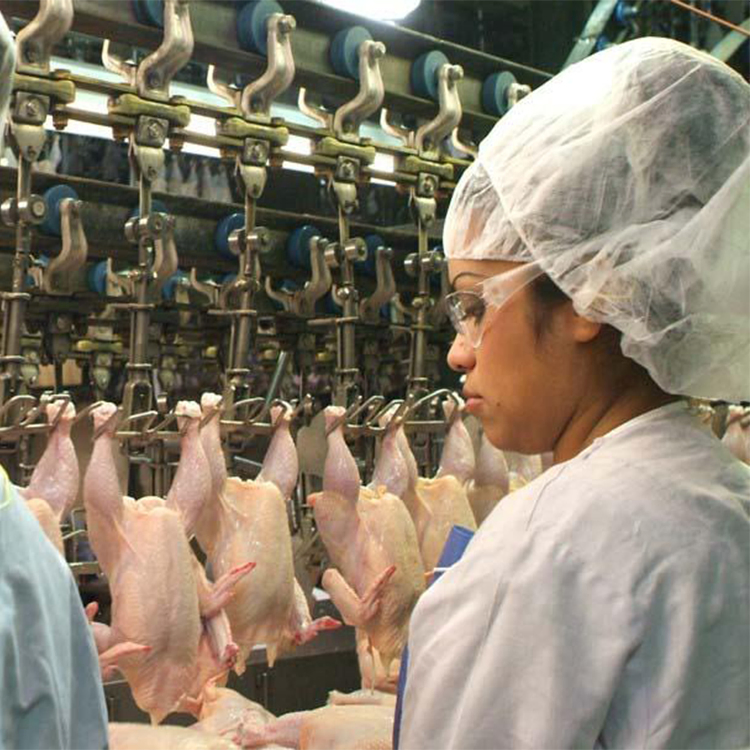 Premium 304 Stainless Steel Poultry Processing Tools for Efficiency