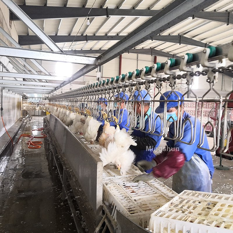Premium Mingshun SUS304 Poultry Processing Tools for Efficient Chicken Slaughter