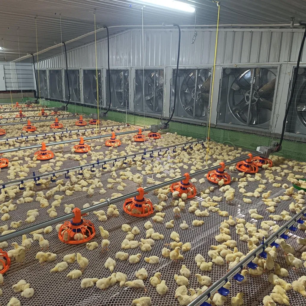 Fully Automated Water Line Equipment with Pressure Regulator and Self-Cleaning Functions for Poultry Farms