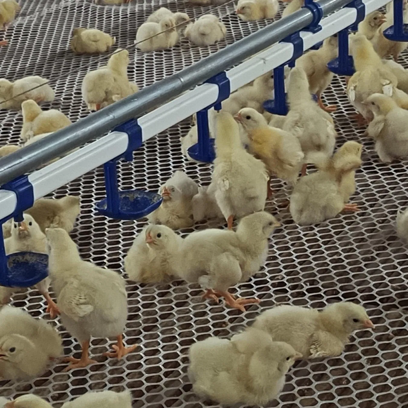 Fully Automated Water Line Equipment with Pressure Regulator and Self-Cleaning Functions for Poultry Farms