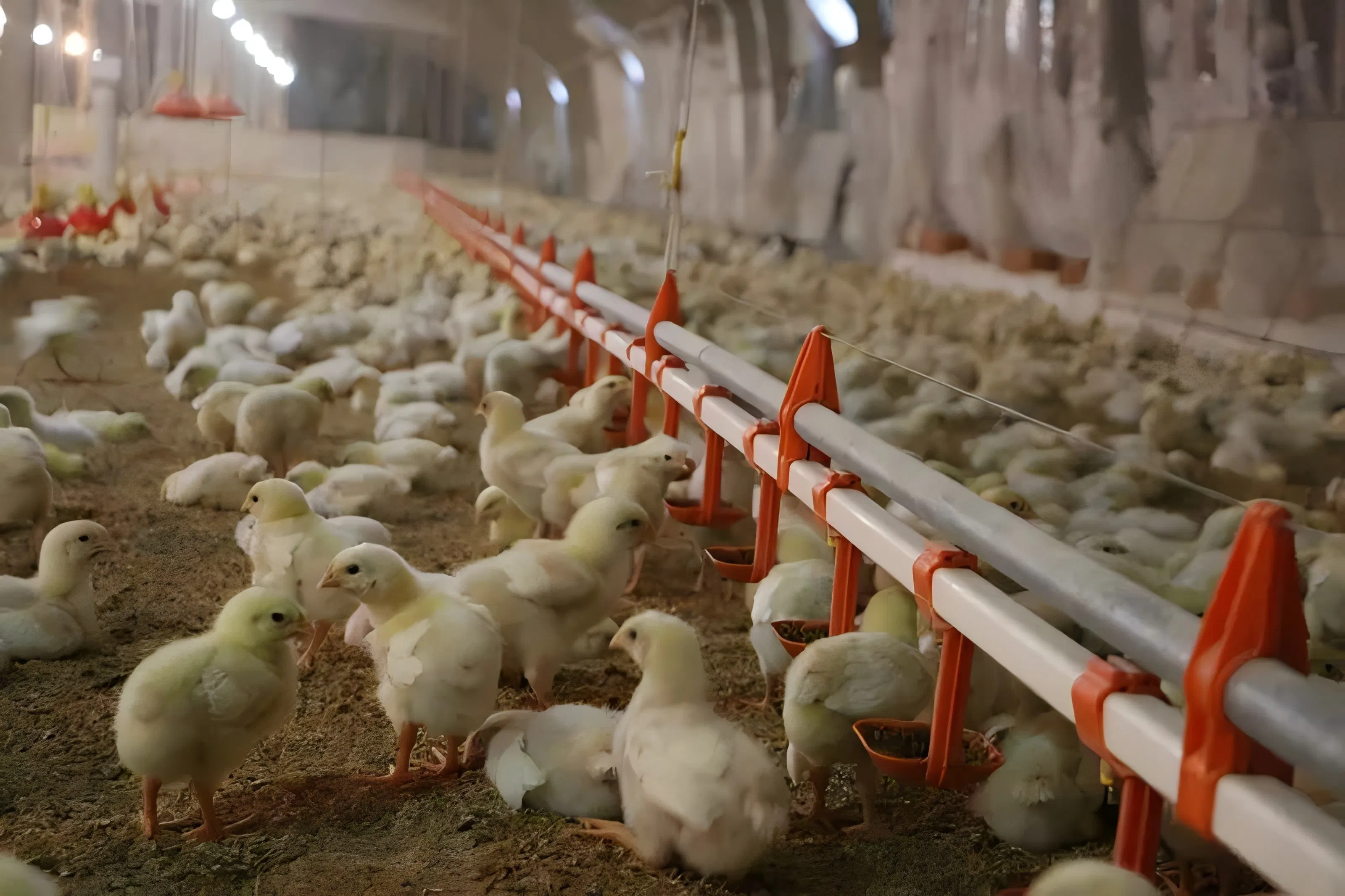 High-Quality Poultry Drinking System for Chickens, CE and ISO 45001 Certified