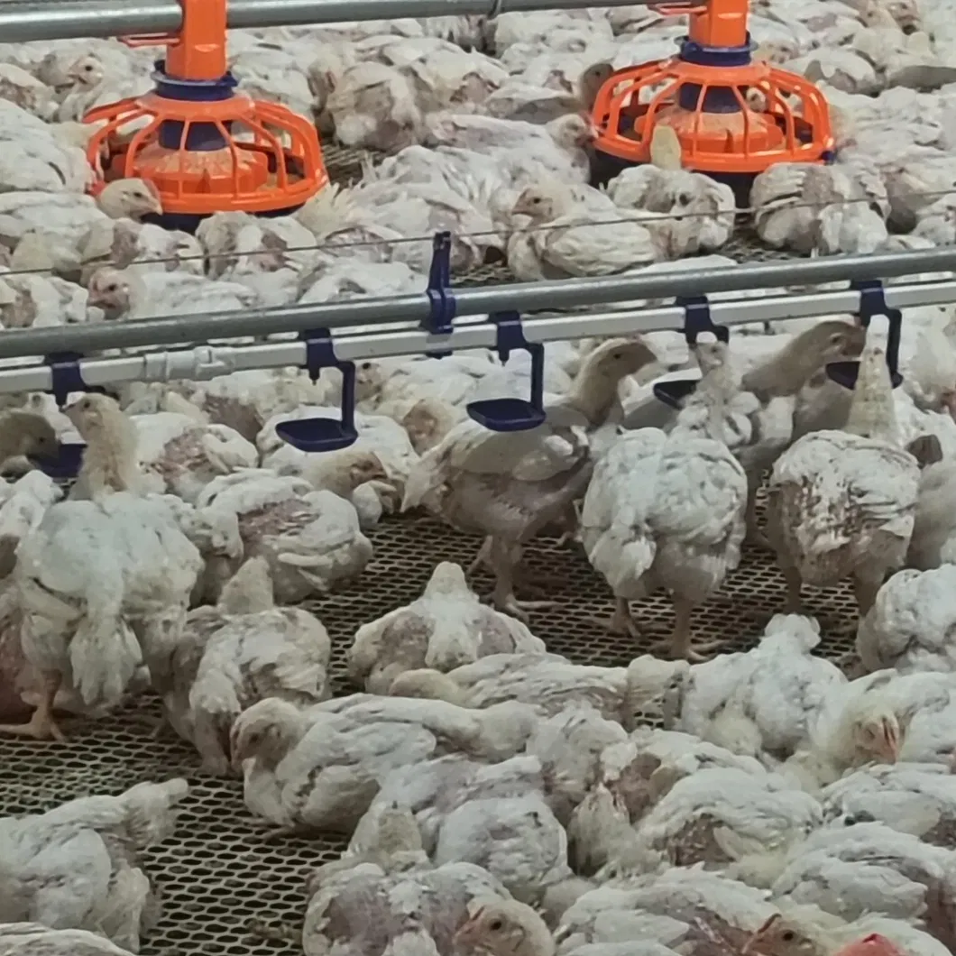 Poultry Water Line Equipment 1