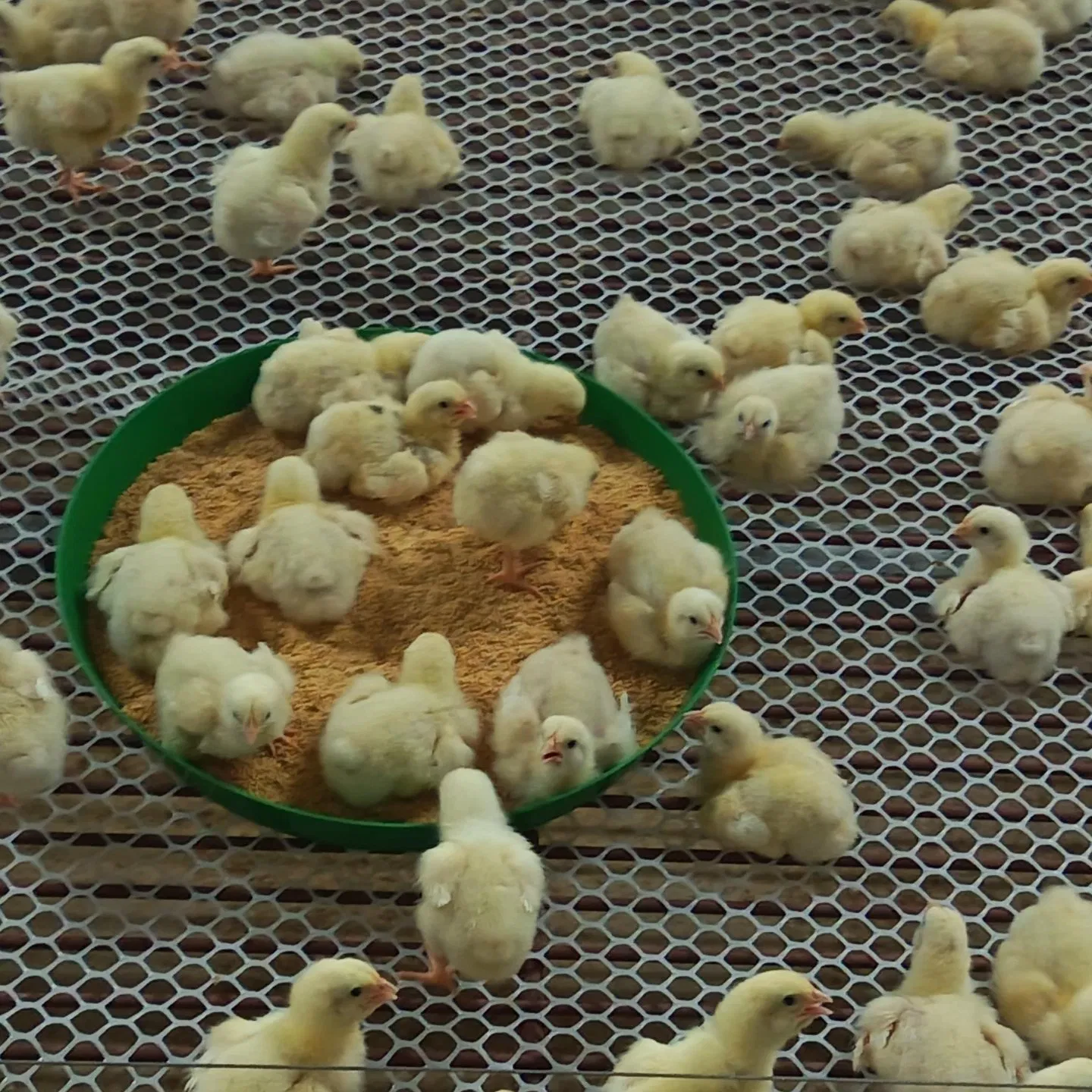 Fully Automated Water Line Equipment with Pressure Regulator and Self-Cleaning Functions for Poultry Farms