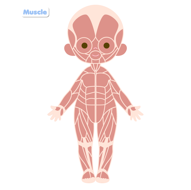 Magnetic Dress-Up Doll Toy Set for Kids | Educational Body Parts Learning Game, Preschool Cognitive &amp; Fine Motor Skills Toy