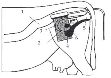 Bovine testing procedure