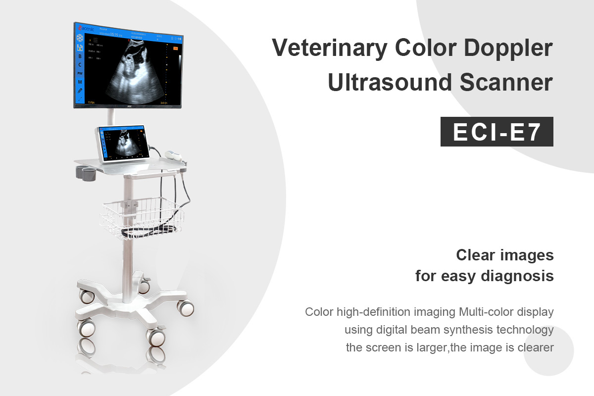Veterinary Ultrasound Detail 1