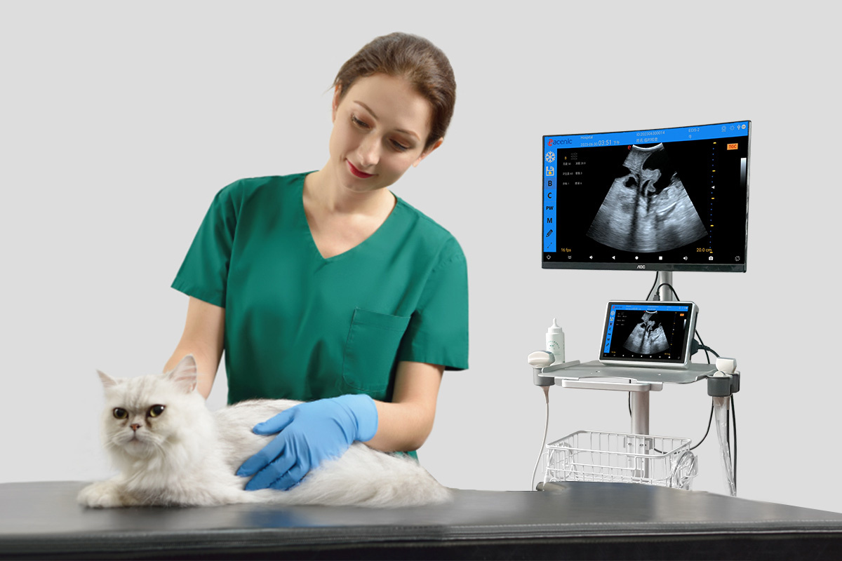 Veterinary Ultrasound Detail 3