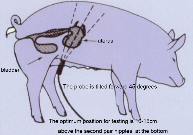 Swine testing position
