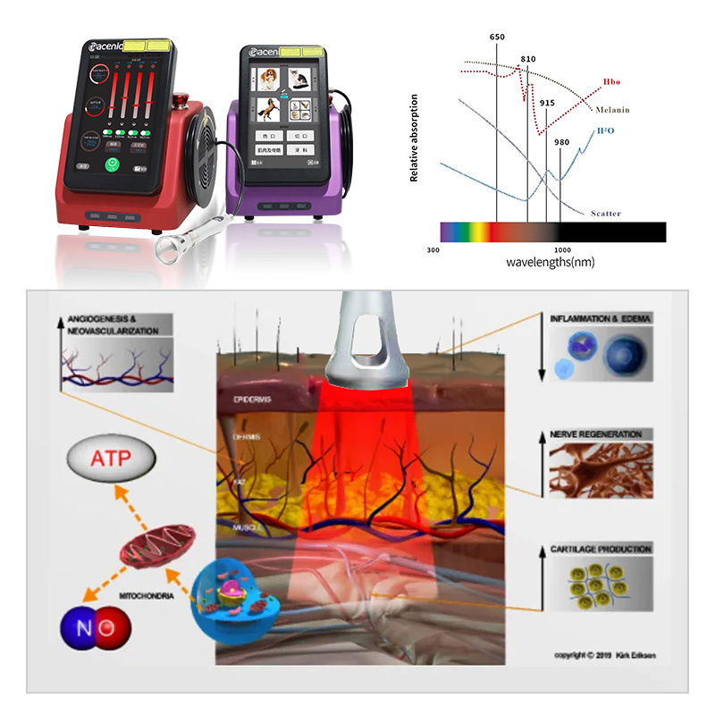 Veterinary Laser Therapeutic Apparatus Detail 2