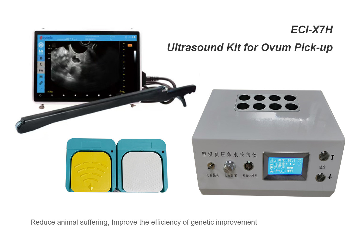Veterinary Ultrasound Detail