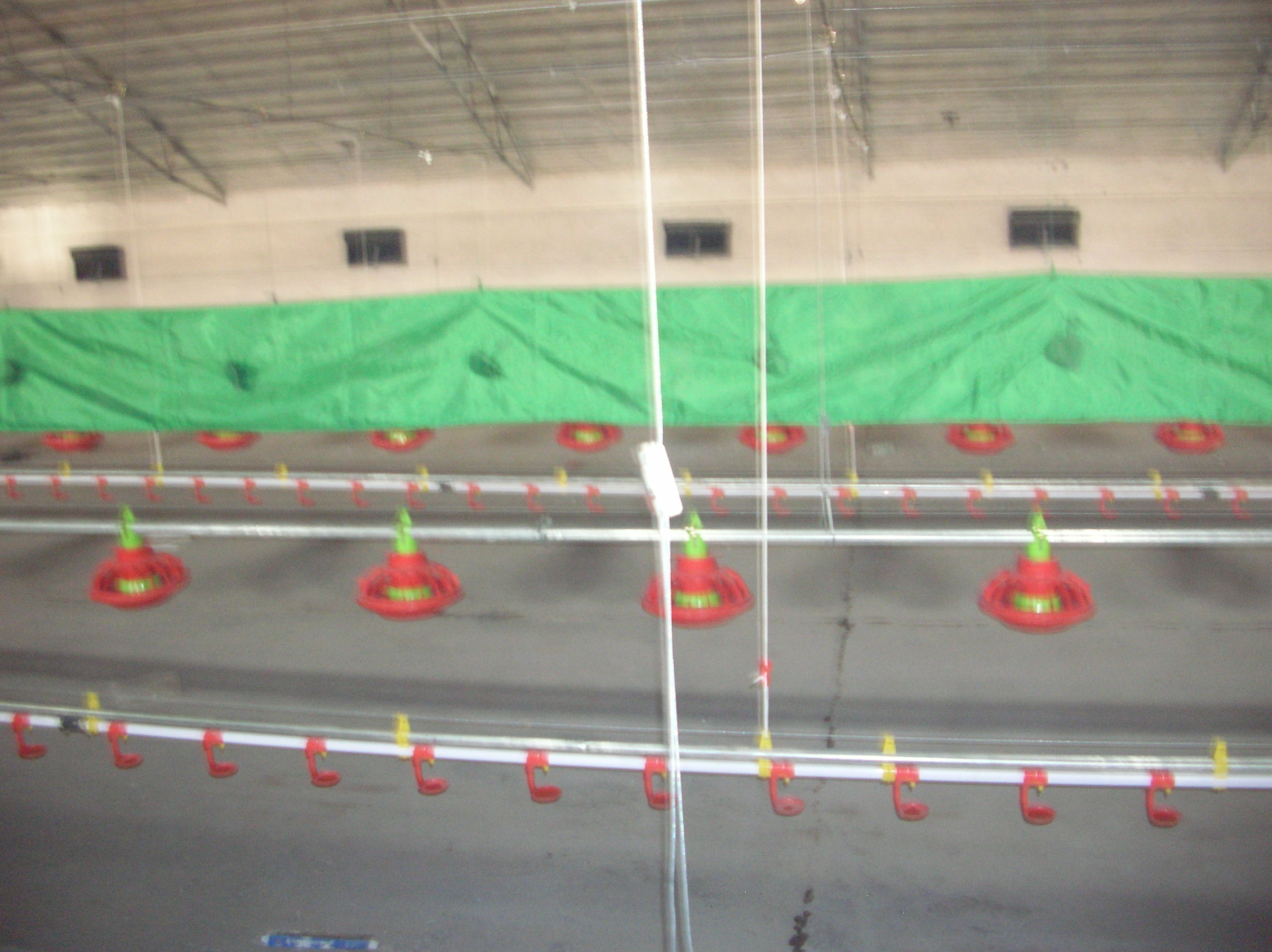 Free Range Layer Feeding System