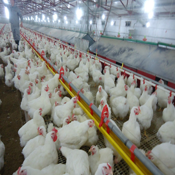 Free Range Layer Feeding System
