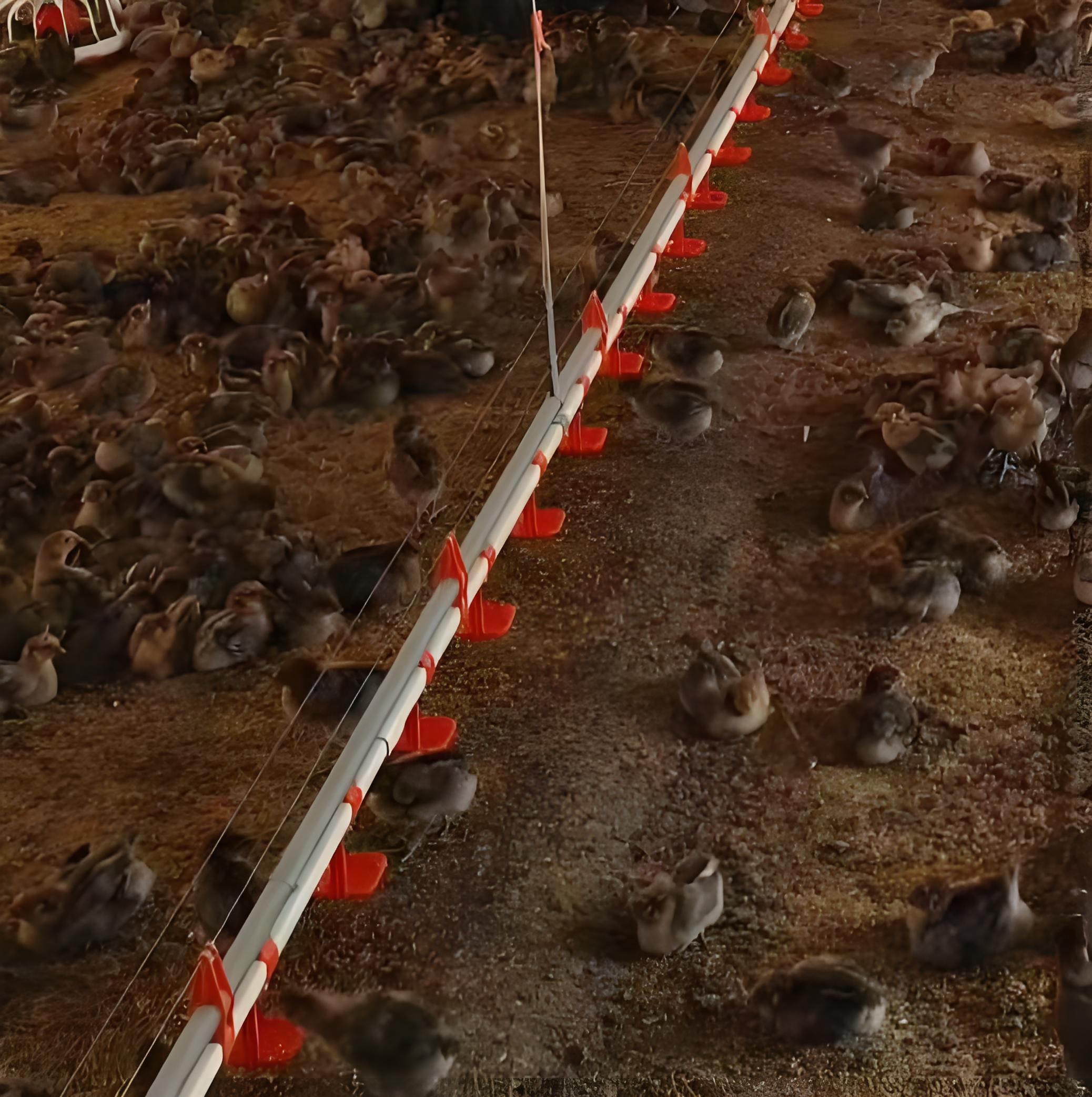 Feeding System