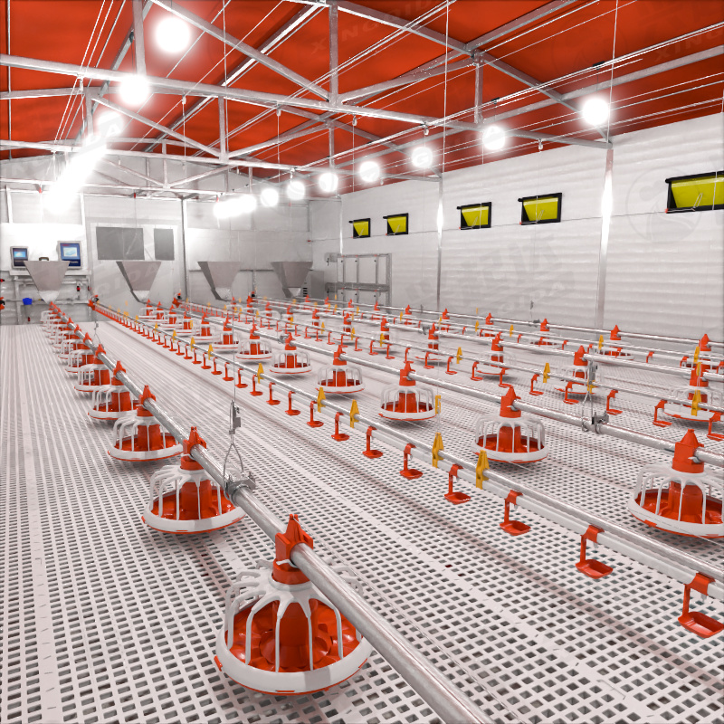 New Condition XQD Plastic Boilers Chicken Automatic Feeding System with 1 Year Warranty