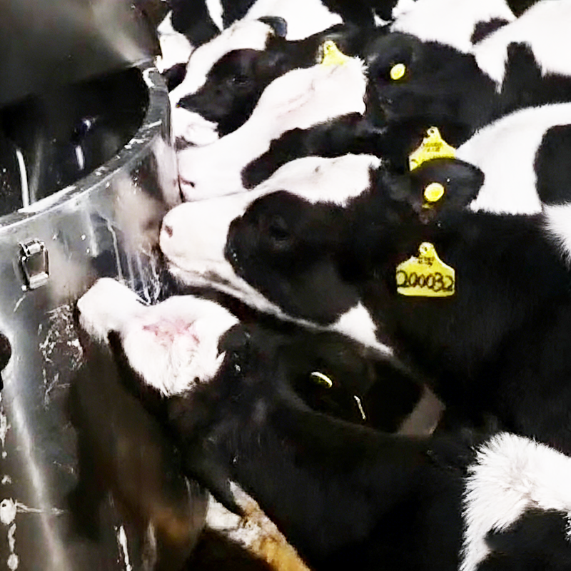 Automatic Intelligent Constant Temperature Calf Milk Feeding Machine Leakage Protection Mobile Milk Feeder with Wheels