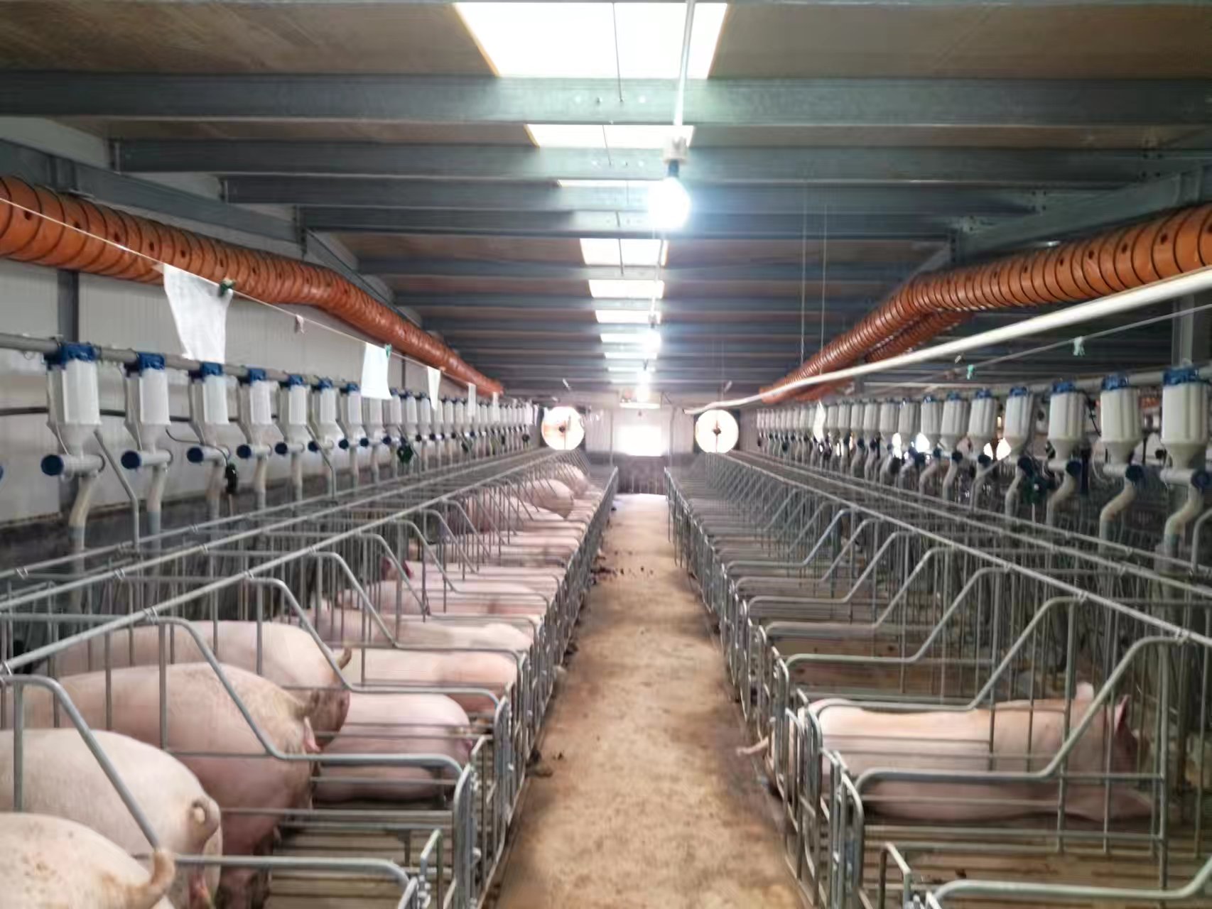 Automatic Pig Feeder Intelligent Feeding System Accurately Controls Feed in Real-Time Pig Farming Equipment