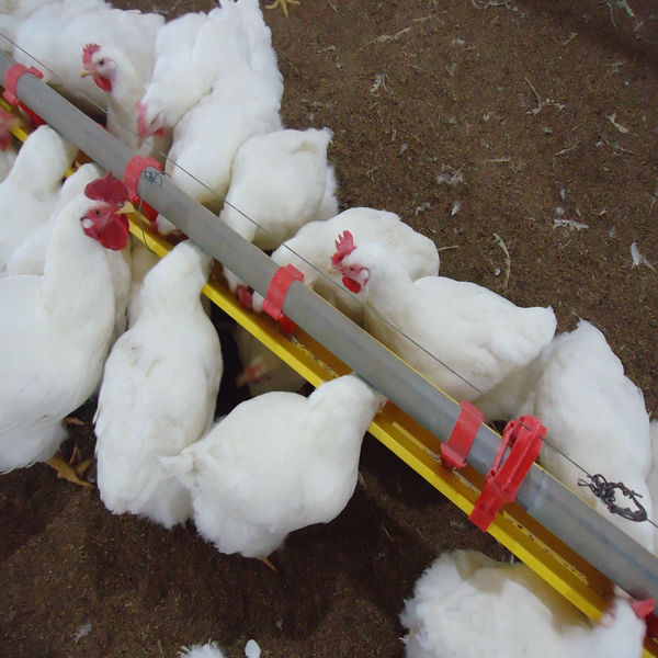 Free Range Layer Feeding System
