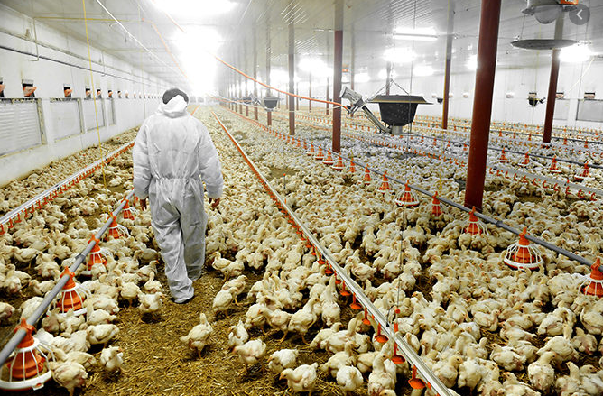 Broiler pan feeding system