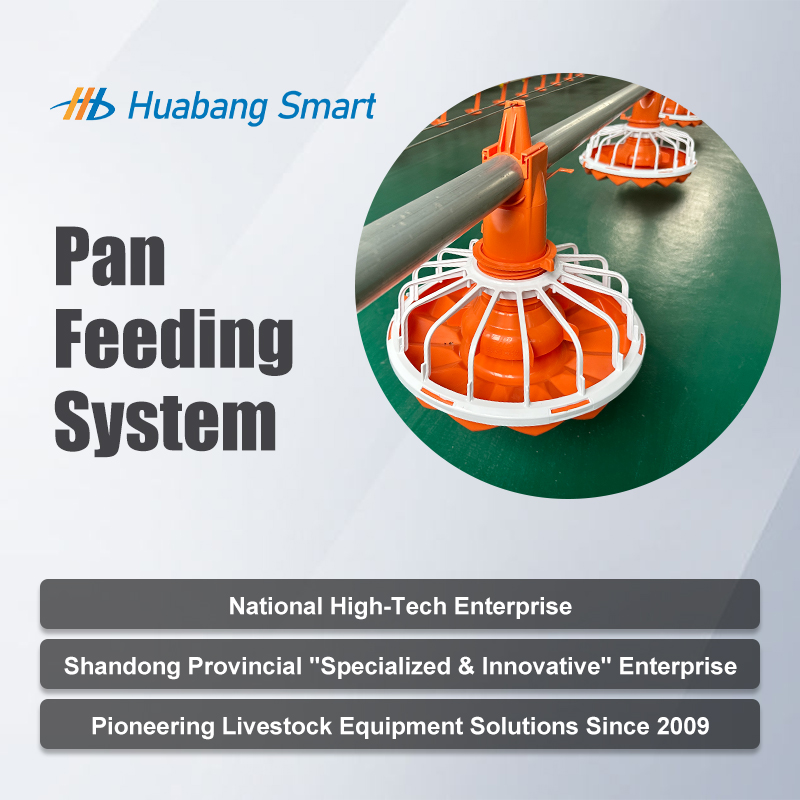 Fully Automatic Poultry Feeding System with Durable PP Material and Efficient Design for Modern Chicken Farms