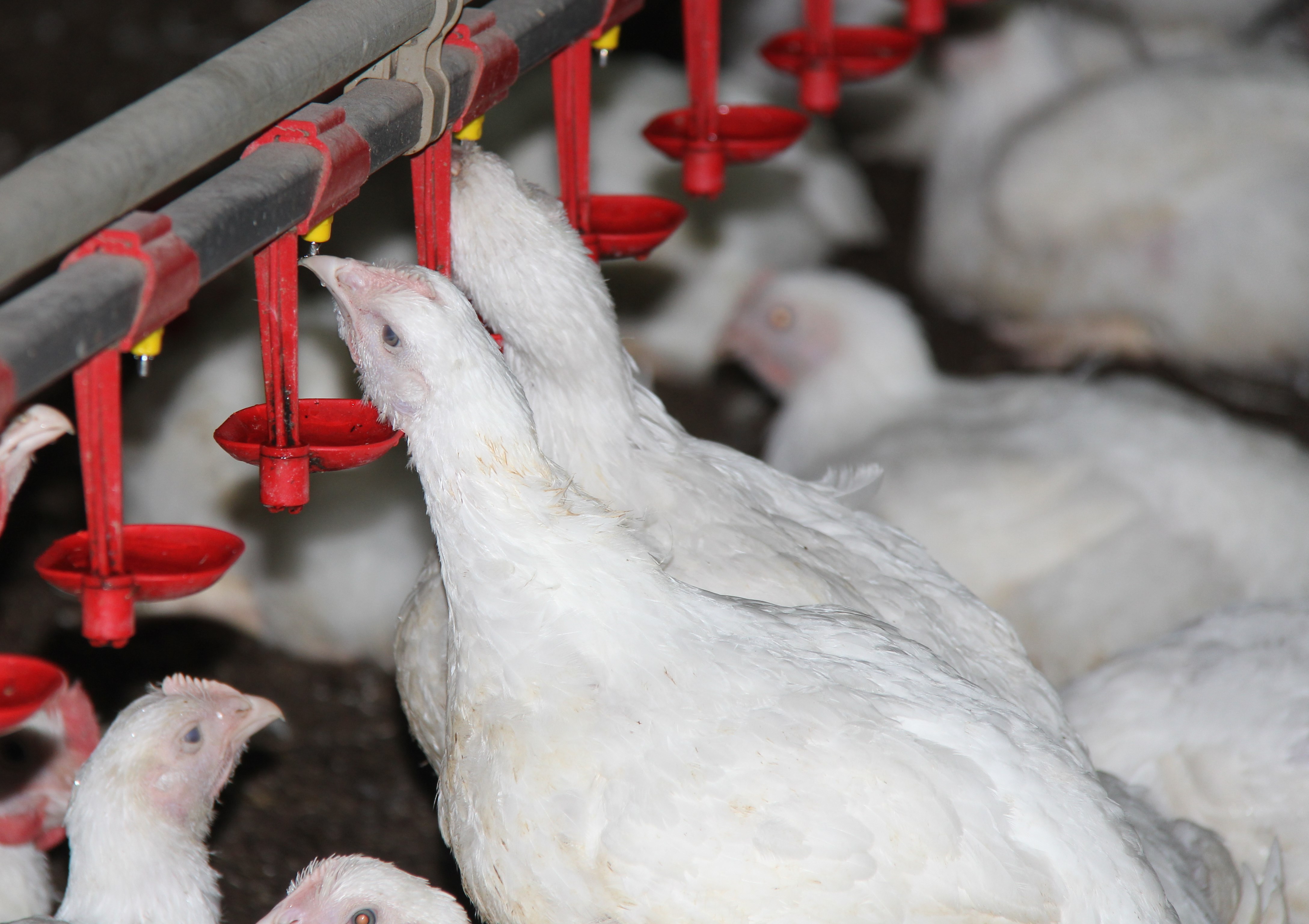 Broiler nipple drinking system